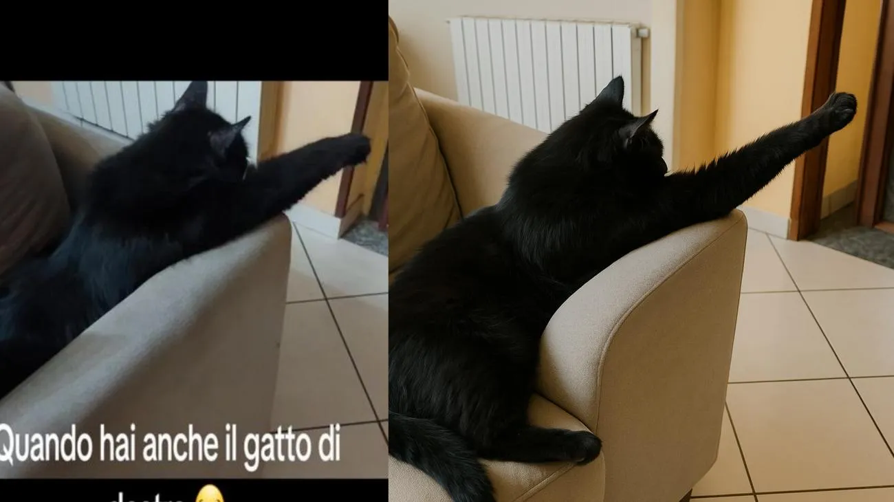 Quando hai anche il gatto di destra 😂"